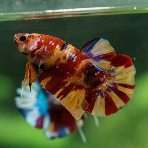 Multicolor/Galaxy Koi Plakat -15 weeks Old