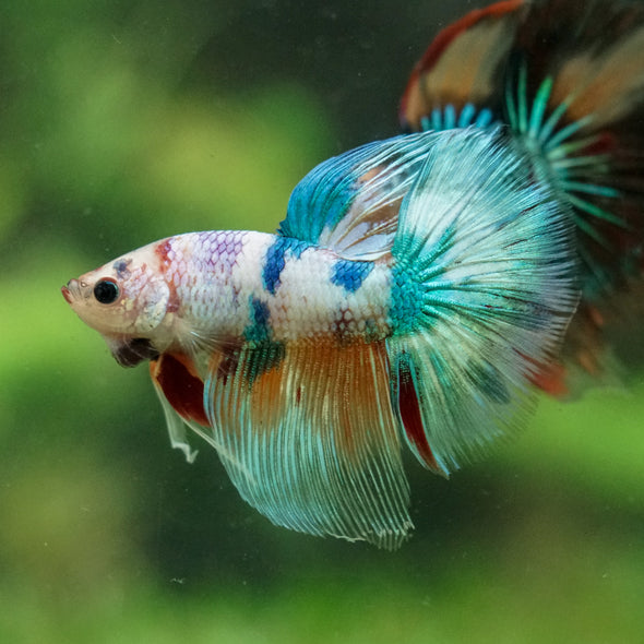 Galaxy/Candy Koi Halfmoon - 14 weeks old