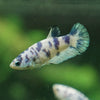 Blue/Green Dalmatian Plakat- Female