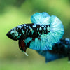 Black Koi Galaxy Plakat (Avatar) -13 weeks Old