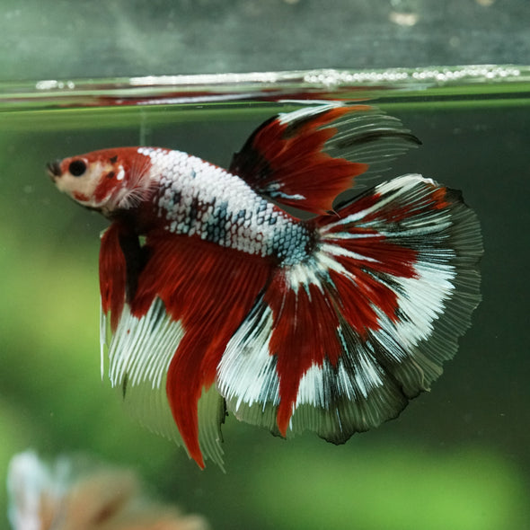 Galaxy/Candy Koi Halfmoon - 14 weeks old