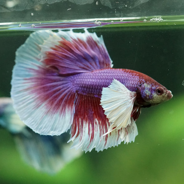 Dumbo Halfmoon - 11 weeks old