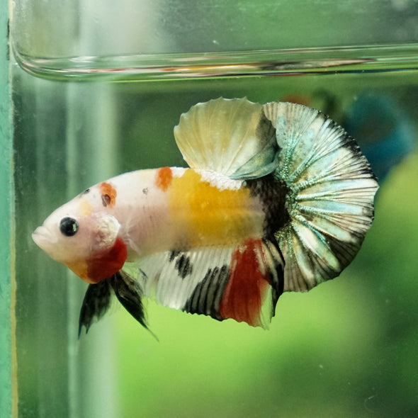 Multicolor/Galaxy Koi Plakat -11 weeks Old