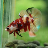 Multicolor/Galaxy Koi Plakat -16 weeks Old