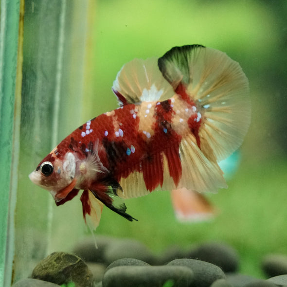 Multicolor/Galaxy Koi Plakat -16 weeks Old
