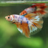 Galaxy/Candy Koi Halfmoon - 11 weeks old