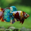Multicolor/Galaxy Koi Plakat -16 weeks Old