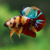 Multicolor/Galaxy Koi Plakat -16 weeks Old