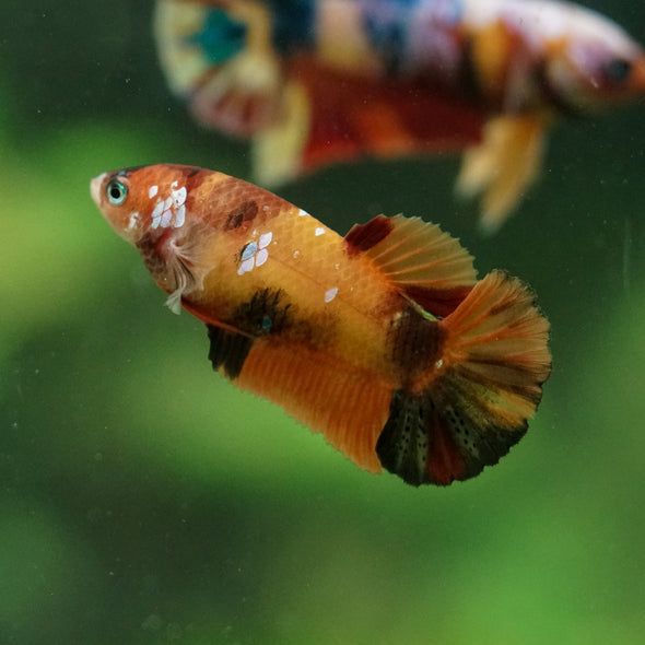 Multicolor/ Galaxy Koi Plakat- Female- 13 Weeks Old