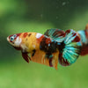 Multicolor/ Galaxy Koi Plakat - Female- 13 Weeks Old