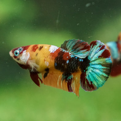 Multicolor/ Galaxy Koi Plakat - Female- 13 Weeks Old