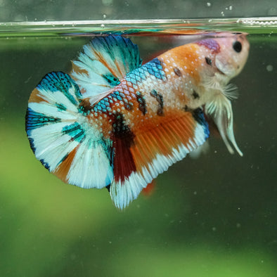 Multicolor/Galaxy Koi Plakat -16 weeks Old