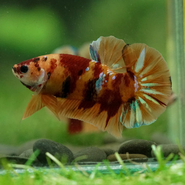 Multicolor/Galaxy Koi Plakat -16 weeks Old