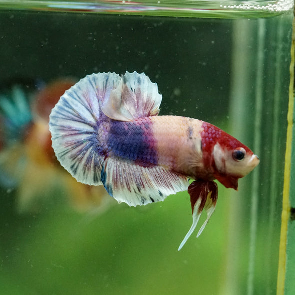 Multicolor/Galaxy Koi Plakat -10 weeks Old