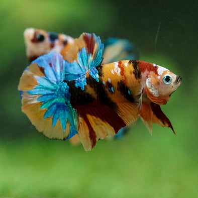 Multicolor/Galaxy Koi Plakat -16 weeks Old