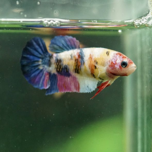 Multicolor/ Galaxy Koi Plakat- Female- 13 Weeks Old