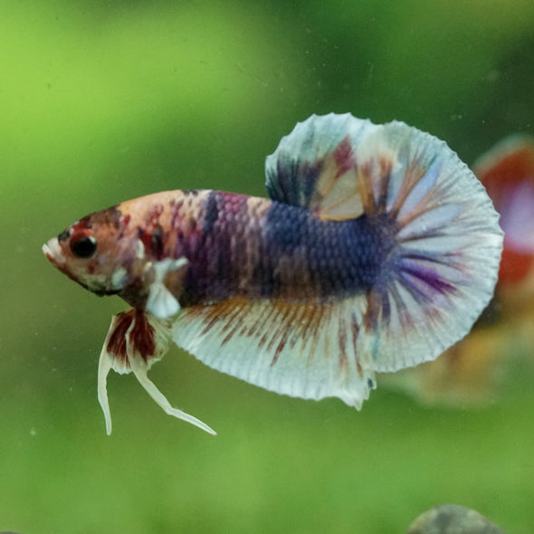 Multicolor/Galaxy Koi Plakat -10 weeks Old