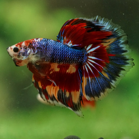 Galaxy/Candy Koi Halfmoon - 14 weeks old