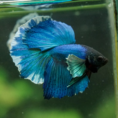 Dumbo Halfmoon - 12 weeks old