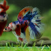 Galaxy/Candy Koi Halfmoon - 14 weeks old