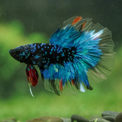 Black Base Galaxy Koi Halfmoon (Avatar) - 14 weeks old