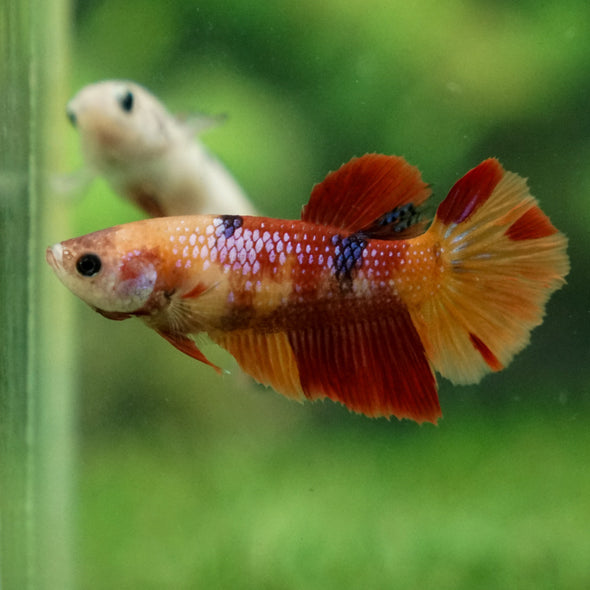 Multicolor/ Galaxy Koi Halfmoon | Female| 15 Weeks Old | Breeder Grade