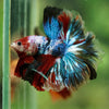 Galaxy/Candy Koi Halfmoon - 14 weeks old