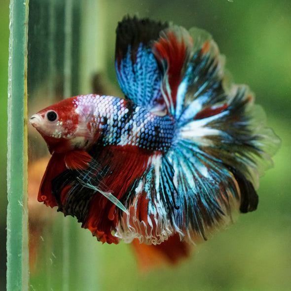 Galaxy/Candy Koi Halfmoon - 14 weeks old