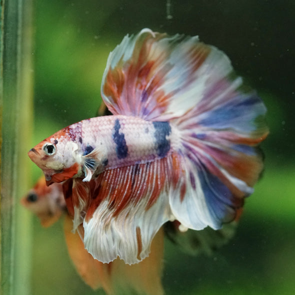 Galaxy/Candy Koi Halfmoon - 14 weeks old