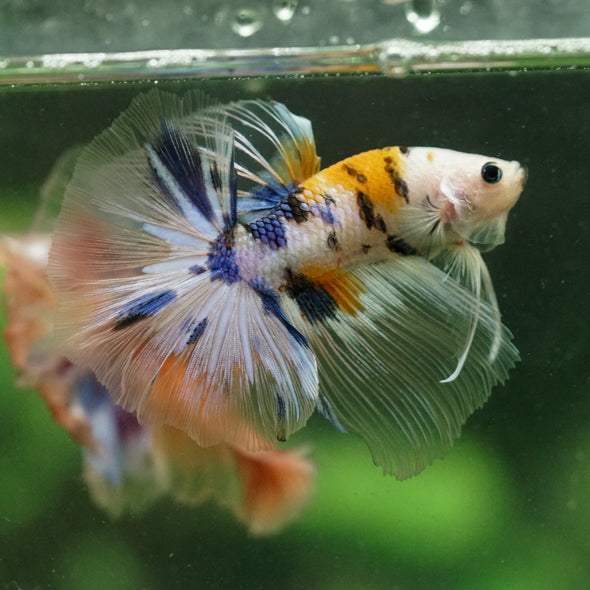 Galaxy/Candy Koi Halfmoon - 14 weeks old