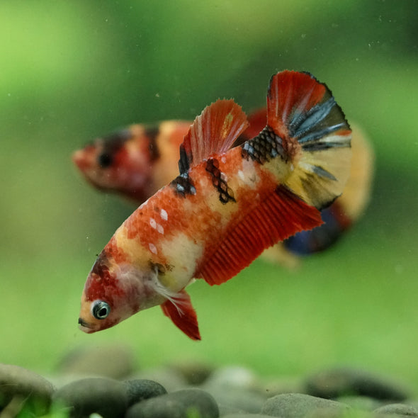 Multicolor/ Galaxy Koi Plakat- Female- 13 Weeks Old