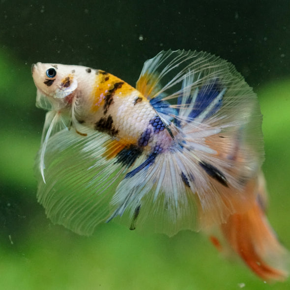 Galaxy/Candy Koi Halfmoon - 14 weeks old