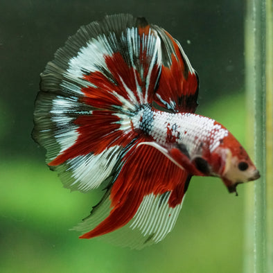 Galaxy/Candy Koi Halfmoon - 14 weeks old
