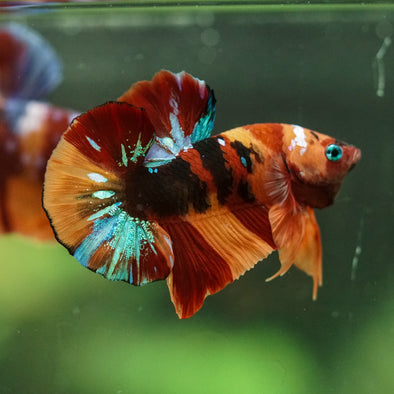 Multicolor/Galaxy Koi Plakat -16 weeks Old