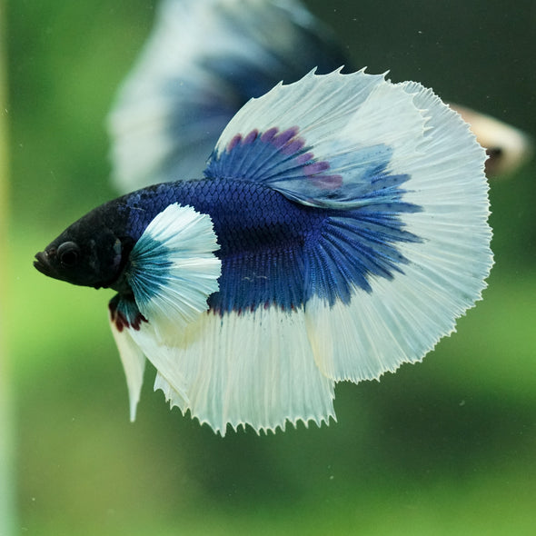 Dumbo Halfmoon - 11 weeks old