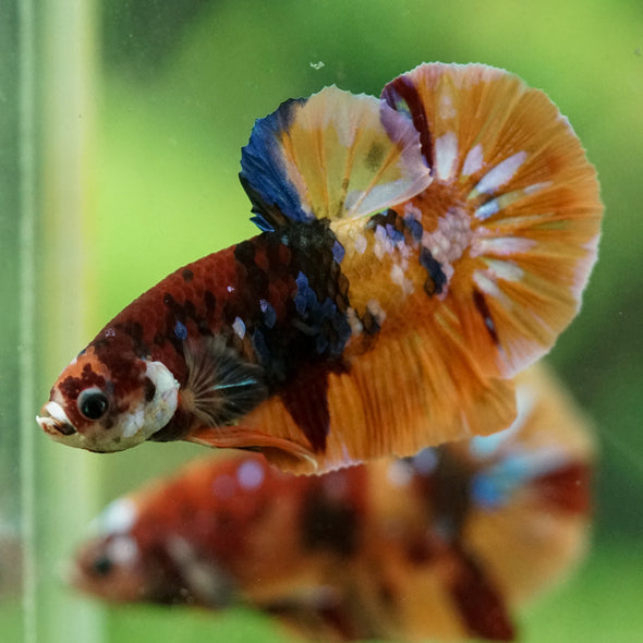 Multicolor/Galaxy Koi Plakat -16 weeks Old