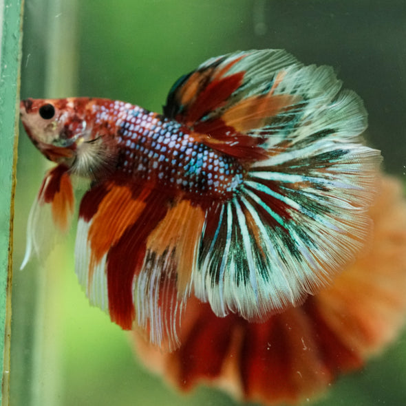 Galaxy/Candy Koi Halfmoon - 14 weeks old