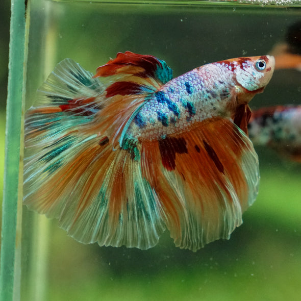 Galaxy/Candy Koi Halfmoon - 13 weeks old