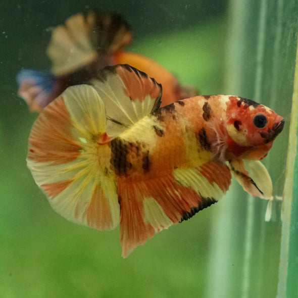 Multicolor/Galaxy Koi Plakat -13 weeks Old