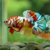 Multicolor/Galaxy Koi Plakat -16 weeks Old