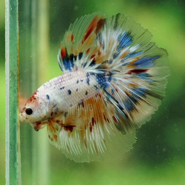 Galaxy/Candy Koi Halfmoon - 13 weeks old