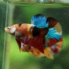 Multicolor/Galaxy Koi Plakat -16 weeks Old