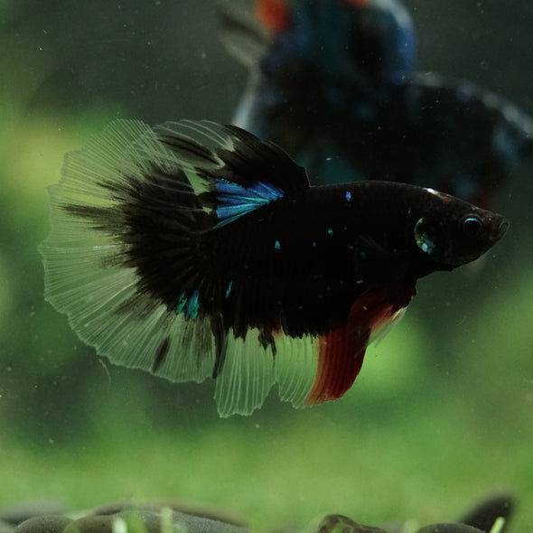 Black Base Galaxy Koi Halfmoon (Avatar) - 14 weeks old