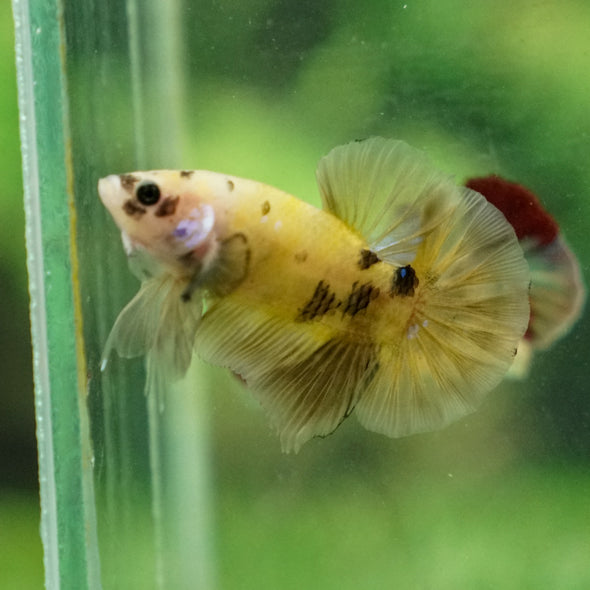 Multicolor/Galaxy Koi Plakat -13 weeks Old