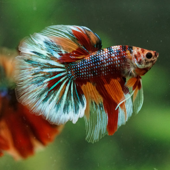 Galaxy/Candy Koi Halfmoon - 14 weeks old