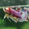 Multicolor/Galaxy Koi Plakat -11 weeks Old