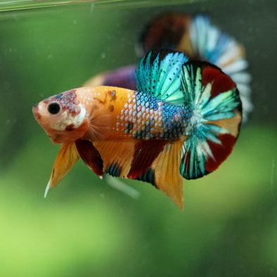 Multicolor/Galaxy Koi Plakat -16 weeks Old
