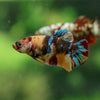 Multicolor/ Galaxy Koi Plakat - Female- 13 Weeks Old