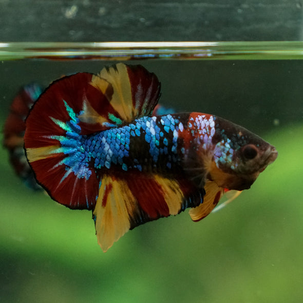 Multicolor/Galaxy Koi Plakat -13 weeks Old