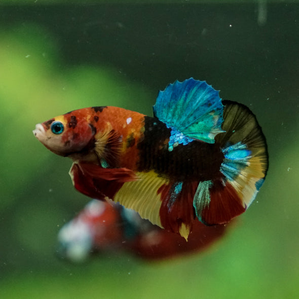 Multicolor/Galaxy Koi Plakat -13 weeks Old